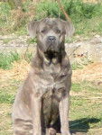 Eros ll de Genevayse, Etalon Cane Corso - Cane Corso