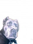 Arrête avec ton flash !!! - Cane Corso
