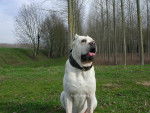 Leo - Cane Corso