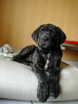 kashka 3 mois - Cane Corso (3 mois)