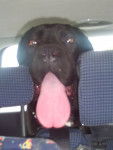 Uty en voiture - Cane Corso (7 mois)