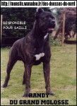 RANDY DU GRAND MOLOSSE (CH NABUCCO DEGLI OLMI x PRETTY DU GRAND MOLOSSE) - Cane Corso Mâle
