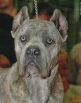 Photo Cane Corso