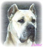 Luna - Cane Corso