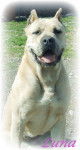 Luna - Cane Corso
