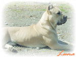 Photo Cane Corso