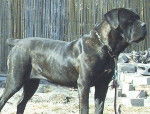 Rundy - Cane Corso