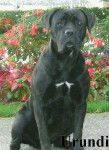 Photo Cane Corso