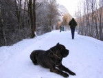 Roméo et la neige!!! - Cane Corso