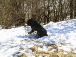 Fesses dans la neige - Cane Corso