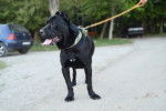 Photo Cane Corso