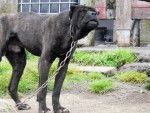 Photo Cane Corso