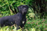 Photo Cane Corso