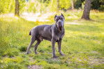 Photo Cane Corso