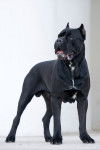 Photo Cane Corso