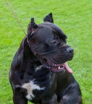 Photo Cane Corso
