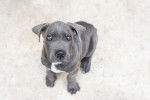 Photo Cane Corso
