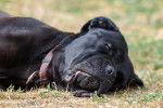Photo Cane Corso