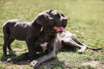 Photo Cane Corso