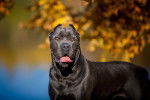 Photo Cane Corso