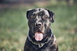 Photo Cane Corso