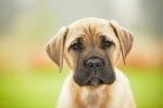 Photo Cane Corso