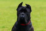 Photo Cane Corso