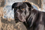 Photo Cane Corso