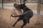 Deux Cane Corso se battant