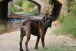 Un Cane Corso en balade
