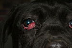Un chien Cane Corso malade