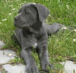 Faïza - Cane Corso (3 mois)