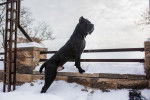 Cane Corso reposant ses pattes avant sur un mur en pierre