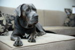 Un Cane Corso gris allongé calmement sur le canapé