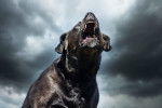 Un Cane Corso noir aboyant
