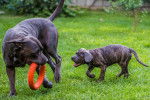 Un chiot Cane Corso jouant avec un Cane Corso adulte dans un jardin