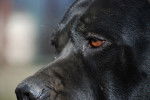 Zoom sur l'oeil d'un Cane Corso