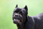 Cane Corso serrant les dents 
