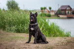 Cane Corso noir assis devant un lac, avec des maisons en arrière-plans 