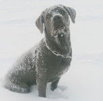 Faïza - Cane Corso (1 an)