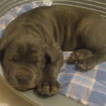 Faïza - Cane Corso (2 mois)