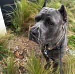 Un Cane Corso sur un terrain herbeux et qui est tenu en laisse