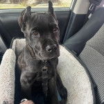 Un Cane Corso assis dans un panier et qui est tenu en laisse 