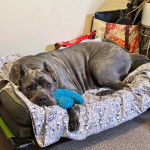 Un Cane Corso allongé sur un lit pour chien 