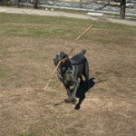 Un Cane Corso portant un collier autour du cou et ayant un bâton dans sa gueule 