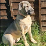 Un Cane Corso assis sur un terrain herbeux et semblant détendu