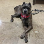 Un Cane Corso tirant la langue et qui est tenu en laisse 