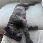 Un Cane Corso allongé sur un canapé 