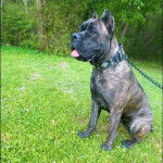 Un Cane Corso assis sur un terrain herbeux et qui est tenu en laisse