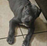 Un Cane Corso allongé sur un sol carrelé et regardant vers la caméra 